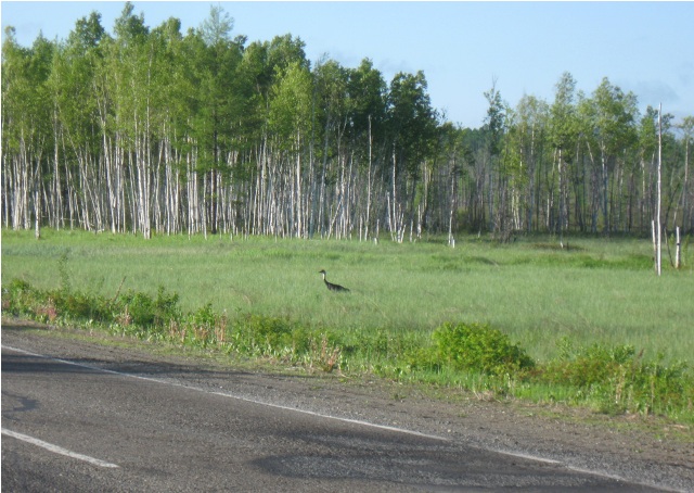 журавль