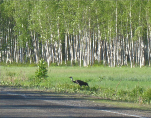 журавль