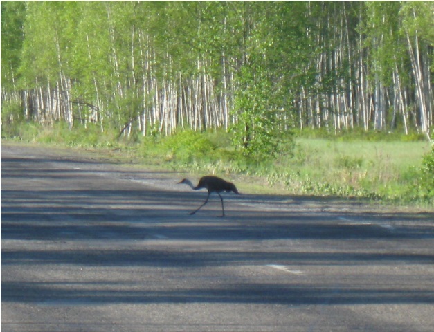 журавль на дороге